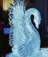 Bowed Head Swan