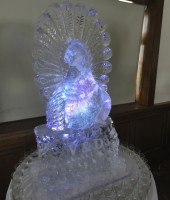 Peacock Luge